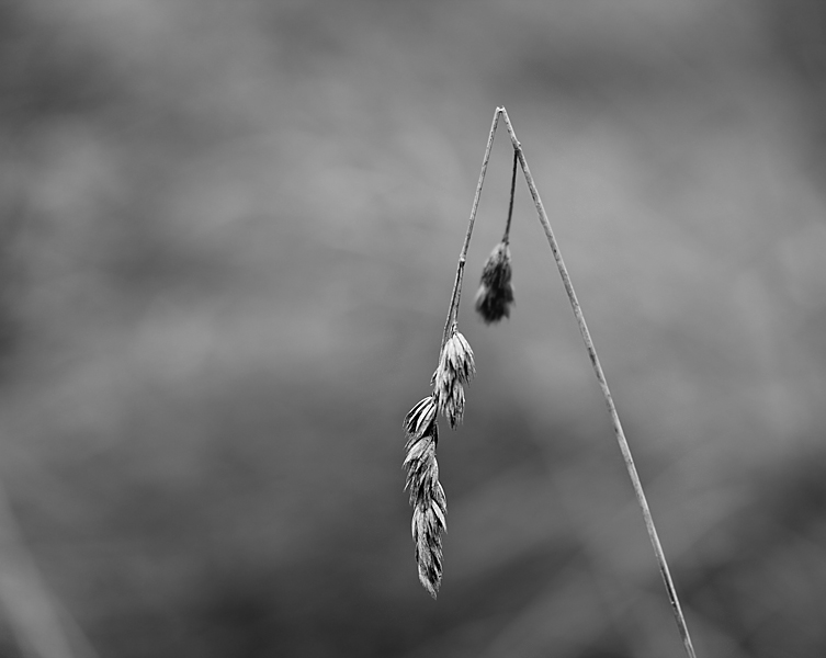 Фото жизнь (light) - Bonya_S - Макро - Сломленный