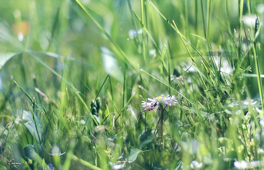 Фото жизнь (light) - emunilkin - Цветы - В траве...