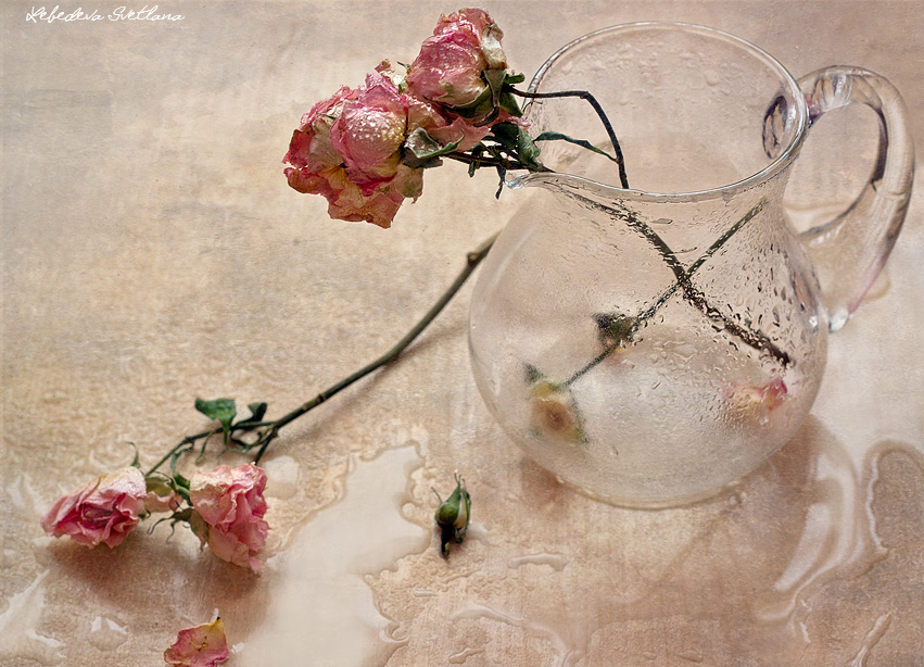 Фото жизнь (light) - Krassula - Still life - Увядшие розы