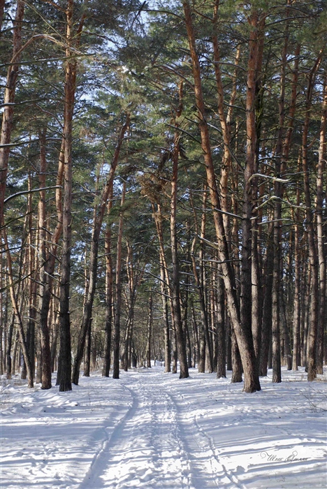 Фото жизнь