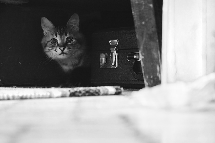 Фото жизнь (light) - zariprom - корневой каталог - Cat