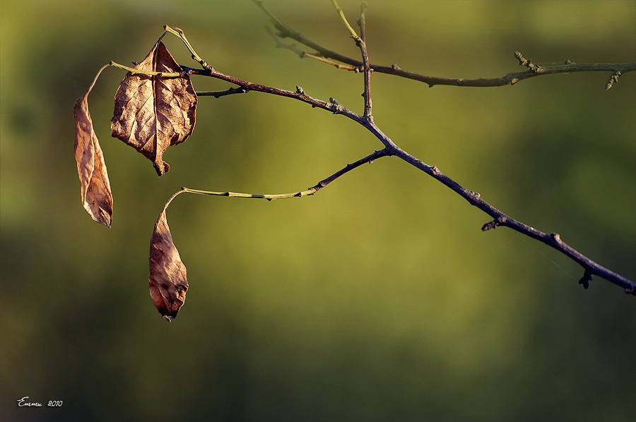 Фото жизнь (light) - emunilkin - природа - листья