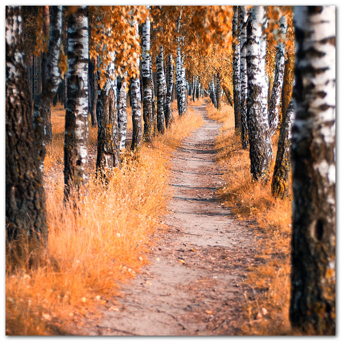 Фото жизнь - sars - корневой каталог - following the autumn path...