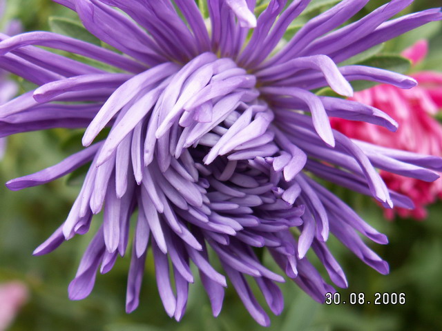 Фото жизнь (light) - PbIzhAya - корневой каталог - Заманчивый цвет