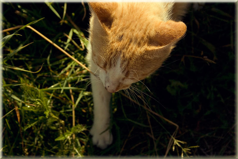 Фото жизнь (light) - Ve4naya - корневой каталог - "собрался по делам"