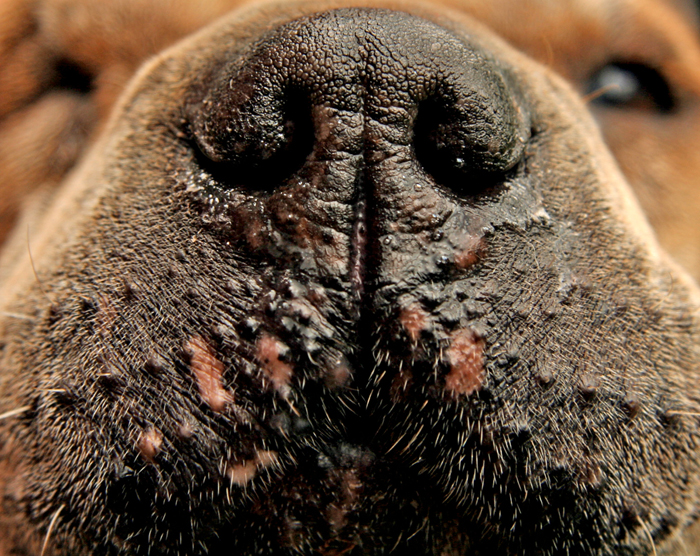 Фото жизнь (light) - Margo_Angelfuck - корневой каталог - Кожаный нос