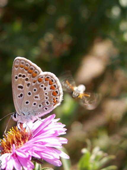 Фото жизнь (light) - PbIzhAya - корневой каталог - летящая вдаль