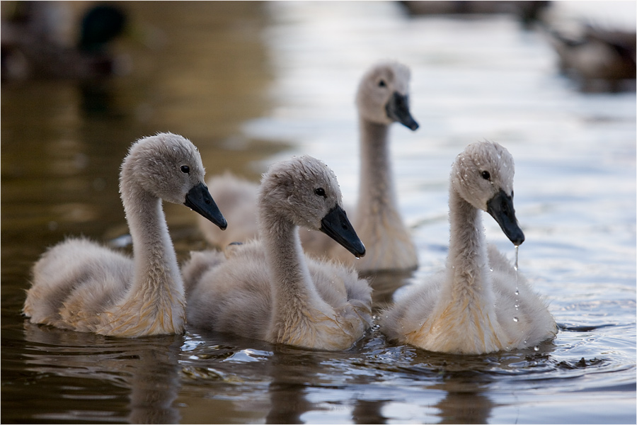 Фото жизнь (light) - JAndrei - Мой лебединый рай. - гусяталебедятавкуснашипунята