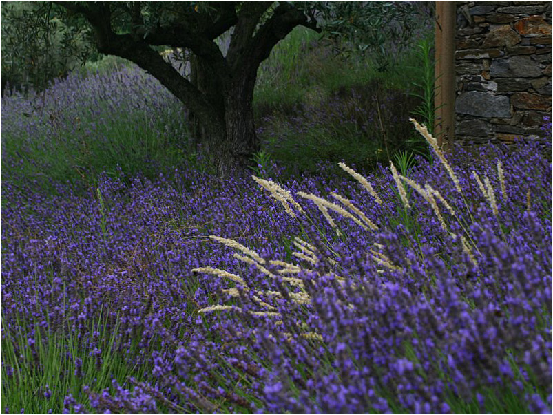 Фото жизнь (light) - . - Пролетая над Францией, не забудь заглянуть в моё окно. - Провансальский этюд.