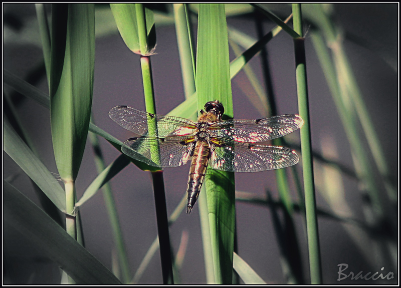 Фото жизнь (light) - braccio - зверьё - стрекозёл