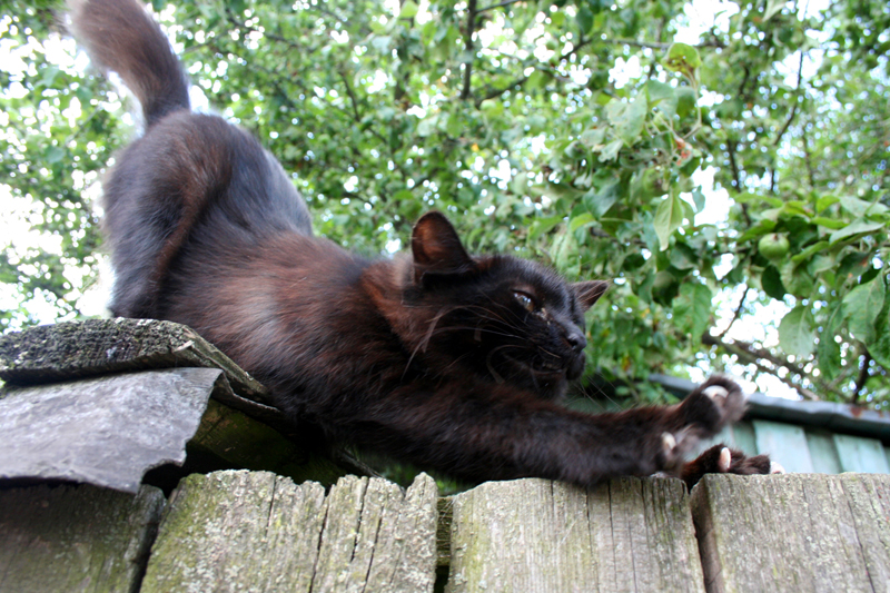 Фото жизнь (light) - nadialis - корневой каталог - кококошка