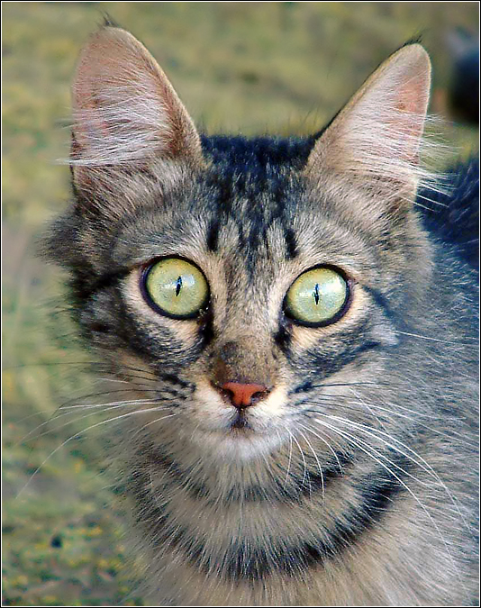 Фото жизнь (light) - kuchum13 - животные - У страха глаза ВЕЛИКИ