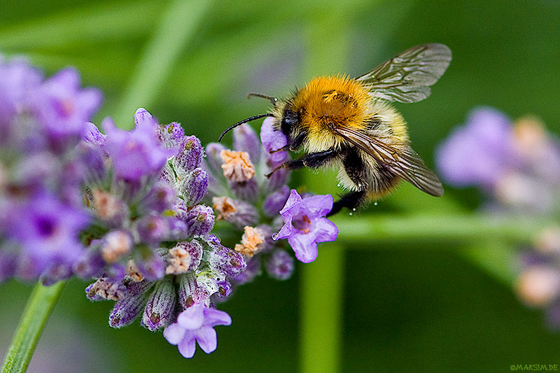 Фото жизнь - miskam - корневой каталог - пчелa и лаванда... #1