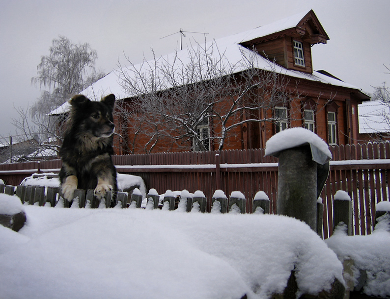 Фото жизнь (light) - OlgaKir - зверики - страж прошлогоднего снега