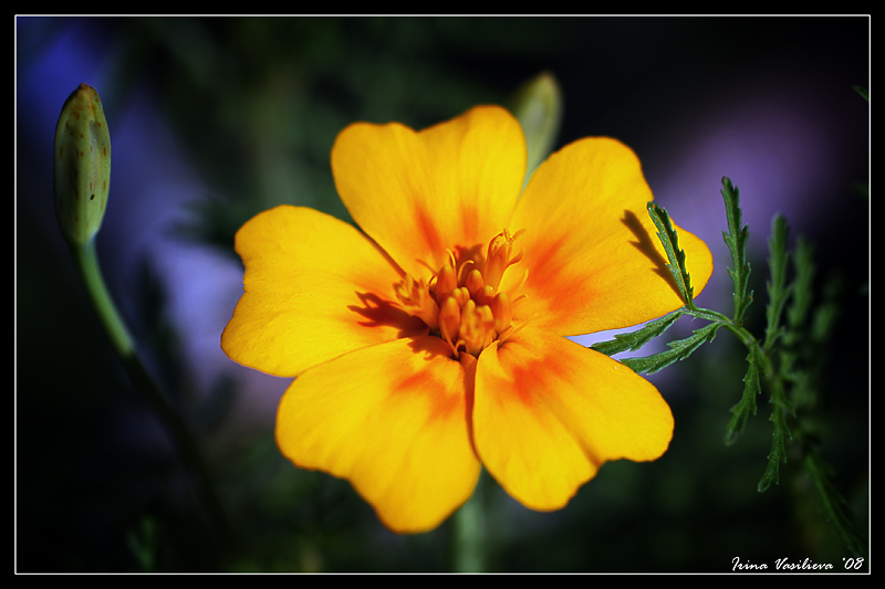Фото жизнь (light) - Iriwka - Цветы - Кусочек солнца