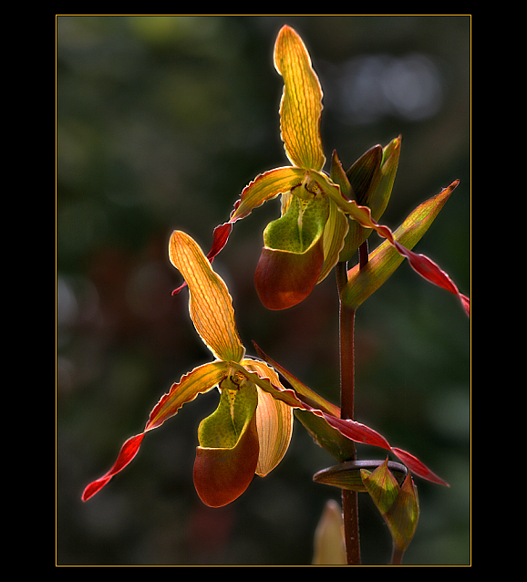 Фото жизнь (light) - MIUN - Цветы - красивые хищники