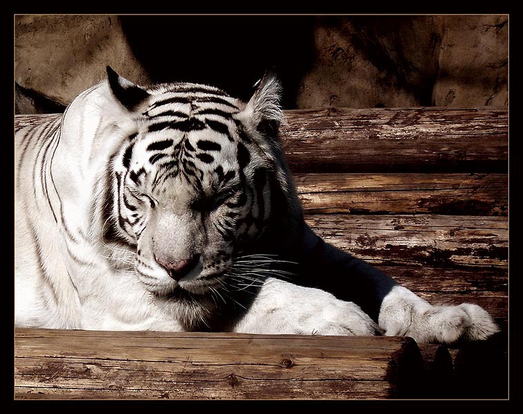 Фото жизнь (light) - Андрей Шеремет - Большие кошки - На завалинке