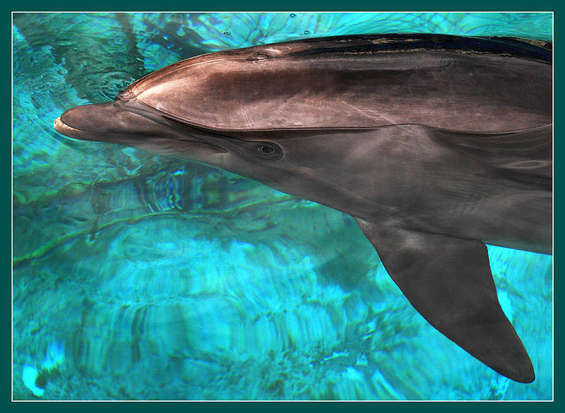 Фото жизнь (light) - Андрей Шеремет - Дельфины - Сети, сети...