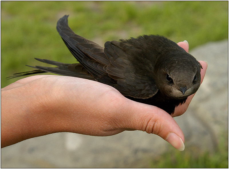 Фото жизнь - Андрей Шеремет - Птицы - Один маленький, но гордый птичка…