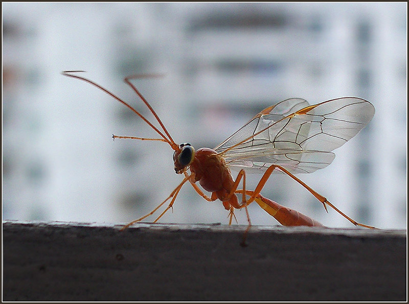 Фото жизнь (light) - Андрей Шеремет - Разное - Айя! - эльфы в городе