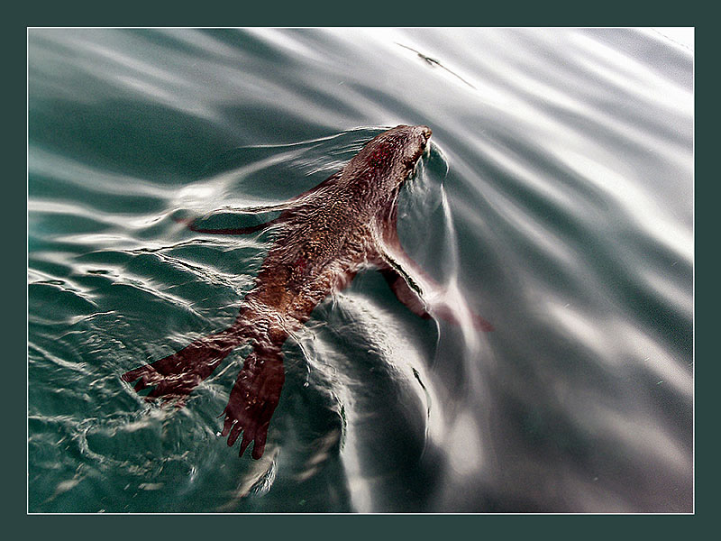 Фото жизнь (light) - Андрей Шеремет - Морские львы и котики - Тихое утро