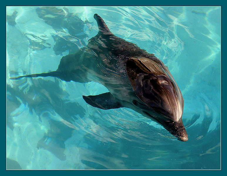 Фото жизнь - Андрей Шеремет - Дельфины - В тихом омуте...