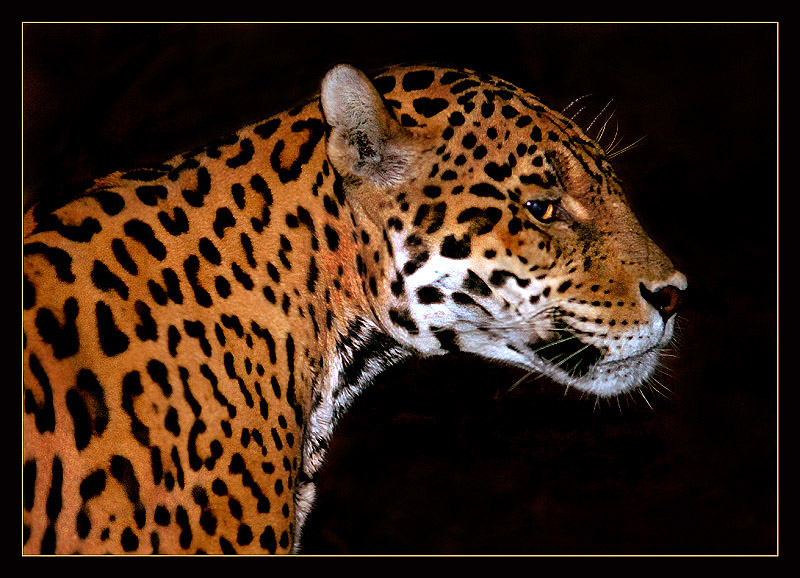 Фото жизнь (light) - Андрей Шеремет - Ягуары - Не верь, не бойся, не проси...