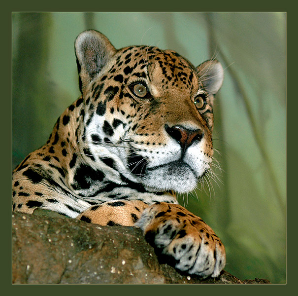 Фото жизнь (light) - Андрей Шеремет - Ягуары - Как интересно!