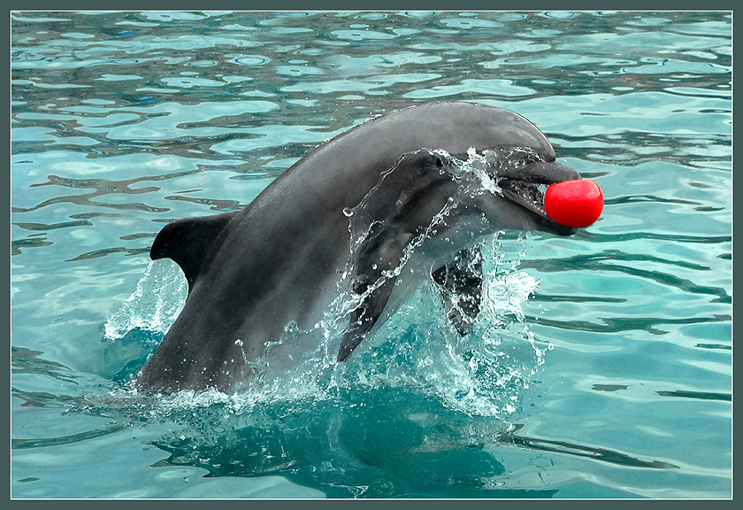 Фото жизнь (light) - Андрей Шеремет - Дельфины - Поймал-таки!