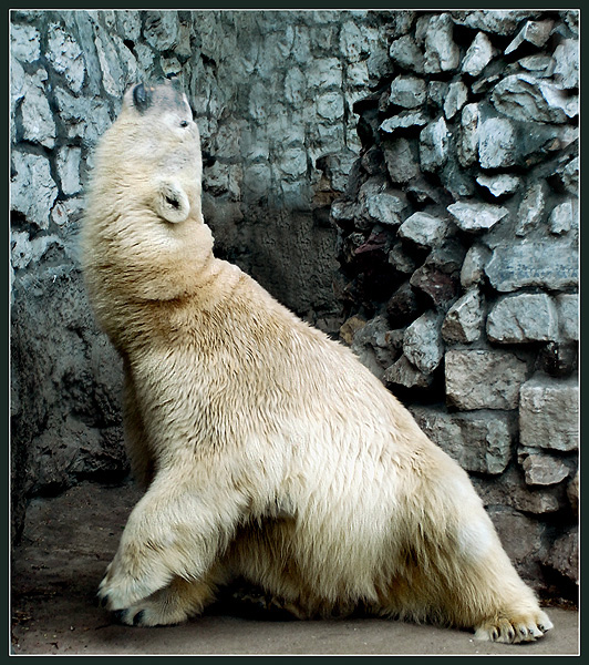 Фото жизнь (light) - Андрей Шеремет - Медведи - Там....