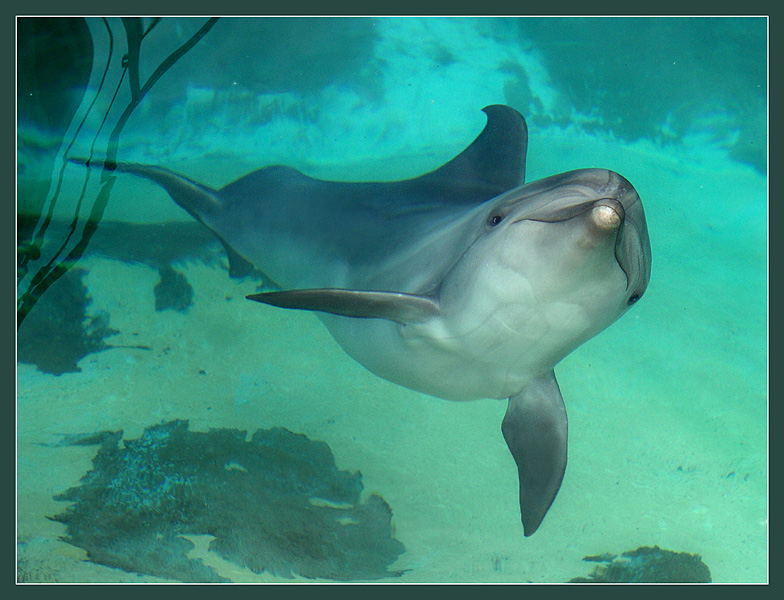 Фото жизнь (light) - Андрей Шеремет - Дельфины - Чудны создания твои...