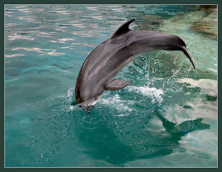 Фото жизнь (light) - Андрей Шеремет - Дельфины - Отворяя материи створы…