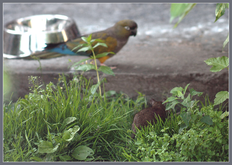 Фото жизнь (light) - Андрей Шеремет - Крыса и попугай - Богач-бедняк1: Заслон