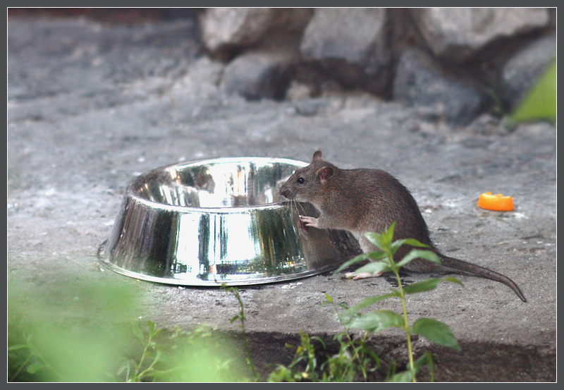 Фото жизнь (light) - Андрей Шеремет - Крыса и попугай - Богач-бедняк2: Пока никто не видит...