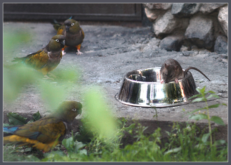 Фото жизнь (light) - Андрей Шеремет - Крыса и попугай - Богач-бедняк14: Трое на одного - так нечестно!!!