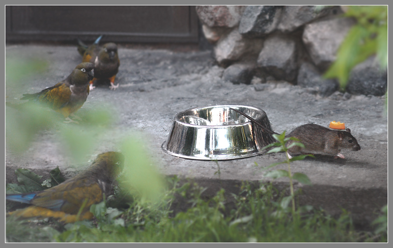 Фото жизнь (light) - Андрей Шеремет - Крыса и попугай - Богач-бедняк15: Все, уже ухожу! Да и не больно-то нужна мне ваша вода!