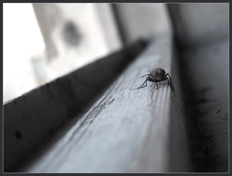 Фото жизнь (light) - Андрей Шеремет - Разное - Что брат, плохи твои дела?