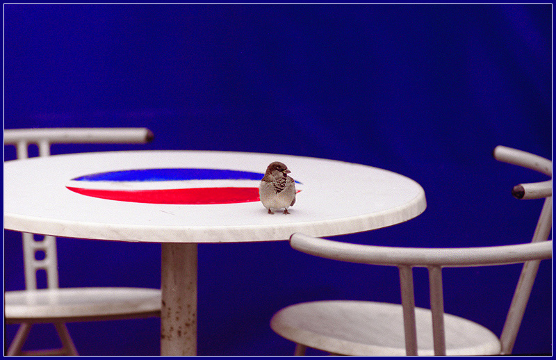 Фото жизнь - Андрей Шеремет - Птицы - Эй, человек!