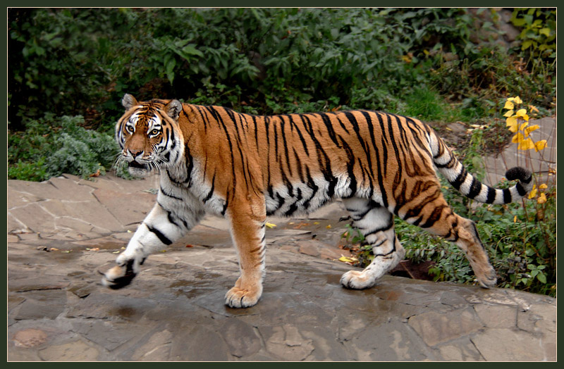 Фото жизнь (light) - Андрей Шеремет - Большие кошки - Я — Тигра! — сказал Тигра