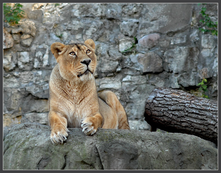 Фото жизнь (light) - Андрей Шеремет - Большие кошки - Вот и еще один день прошел...