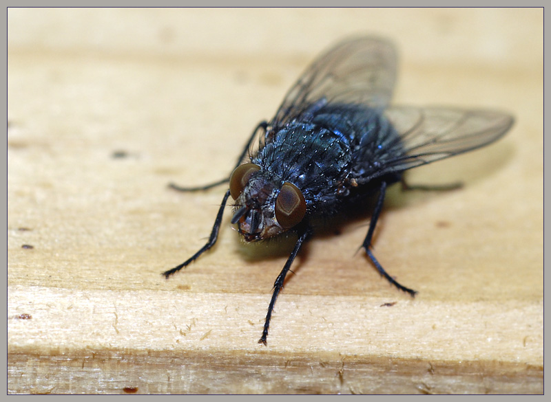 Фото жизнь (light) - Андрей Шеремет - Разное - Яхонт самоцветный