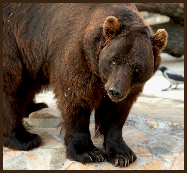 Фото жизнь (light) - Андрей Шеремет - Медведи - Не верю я вам...