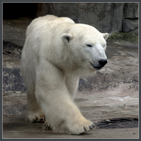 Фото жизнь (light) - Андрей Шеремет - Медведи - Гламурное настроение