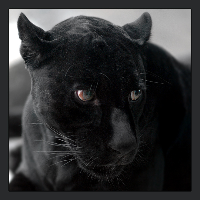 Фото жизнь (light) - Андрей Шеремет - Ягуары - Ходют тут...