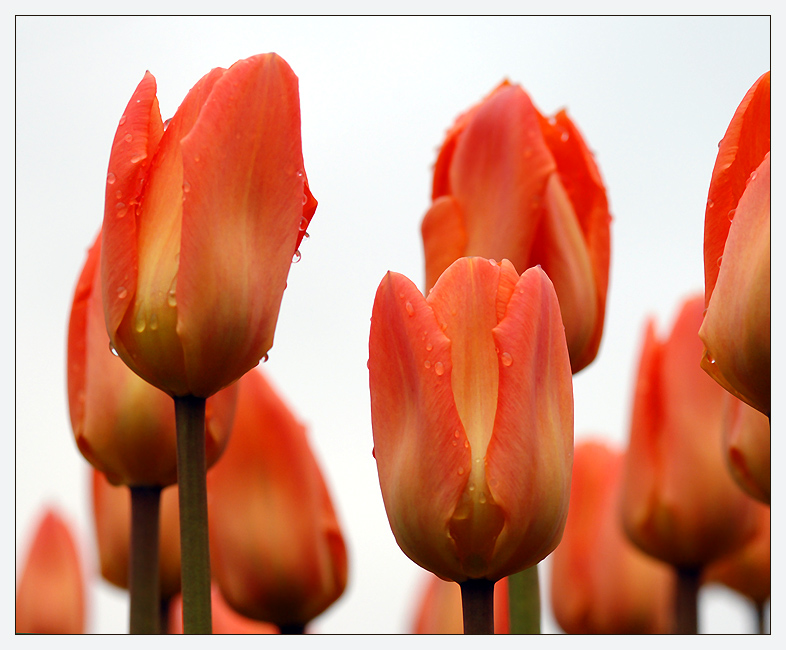 Фото жизнь (light) - Андрей Шеремет - Тюльпаны - Tulips