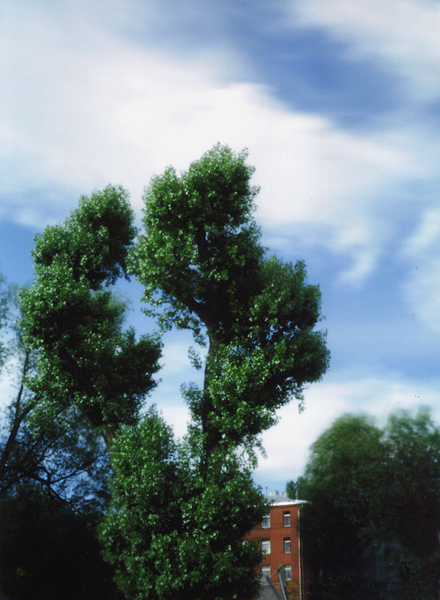 Фото жизнь (light) - Андрей Шеремет - Пинхол и монокль - От того, что деревья качаются...