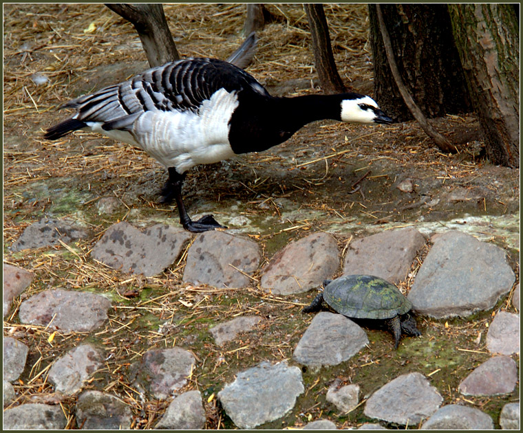 Фото жизнь (light) - Андрей Шеремет - Разное - Ходют, ходют, а чево ходют - и сами не знают, тока спать мешают!