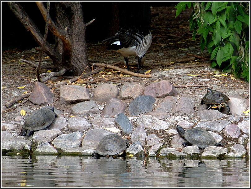 Фото жизнь (light) - Андрей Шеремет - Разное - Танковая атака