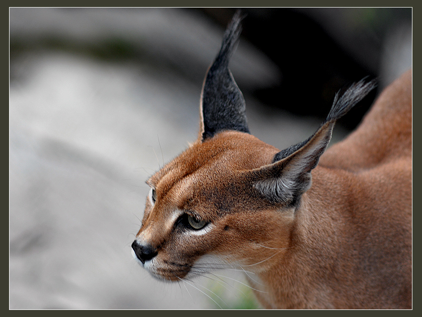 Фото жизнь (light) - Андрей Шеремет - Большие кошки - Игнорировать...