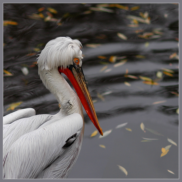 Фото жизнь - Андрей Шеремет - Птицы - Смотреть на воду...